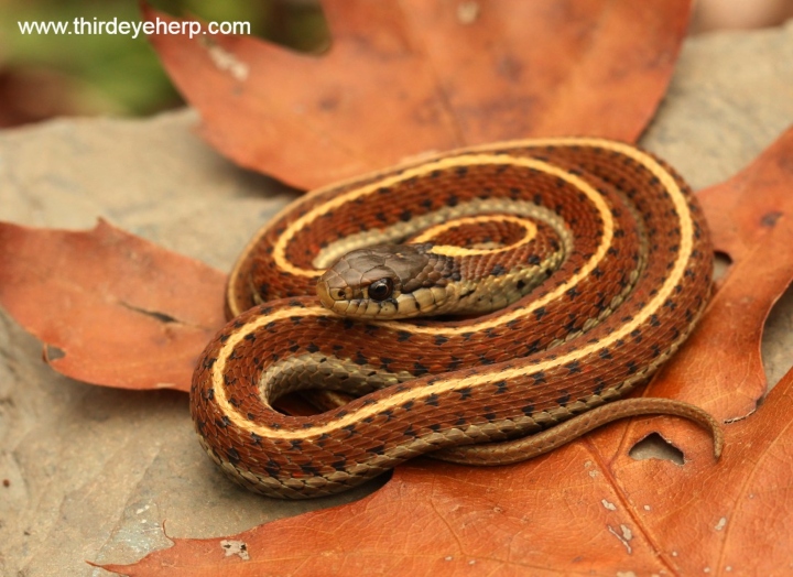 Coast Garter Snake